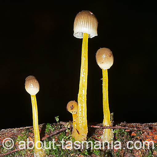 Mycena aff. epipterygia, fungi, Tasmania