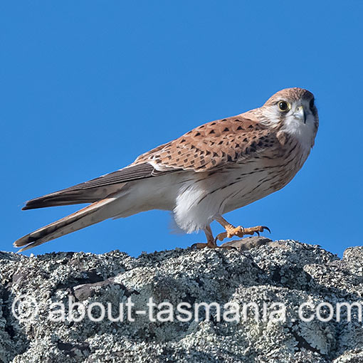 Nankeen Kestrel, Falco cenchroides, Tasmania