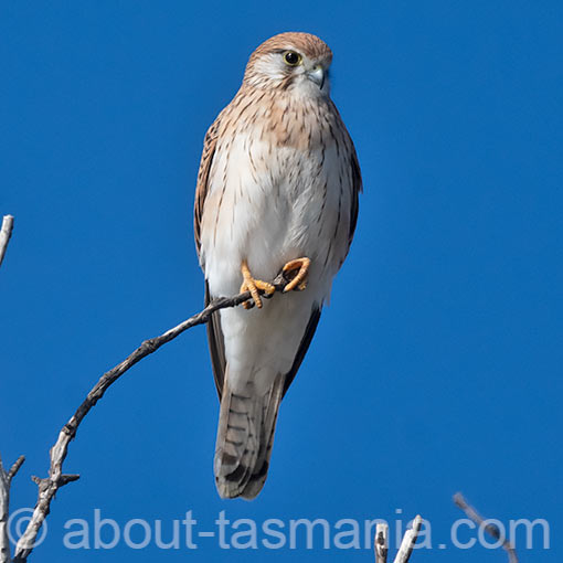 Nankeen Kestrel, Falco cenchroides, Tasmania