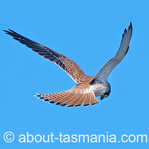 Nankeen Kestrel, Falco cenchroides, Tasmania