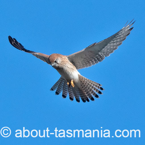 Nankeen Kestrel, Falco cenchroides, Tasmania