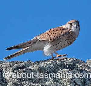 Nankeen Kestrel