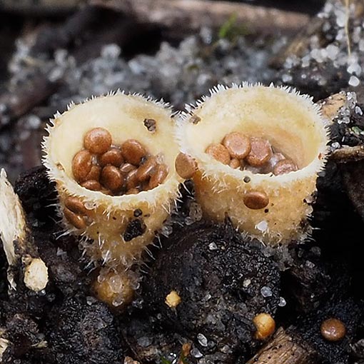 Nidula niveotomentosa, fungi, Tasmania