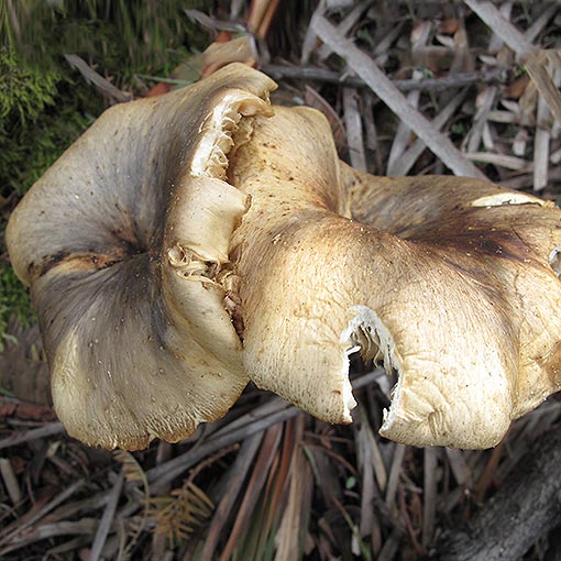 Omphalotus nidiformus, ghost fungus, Tasmania