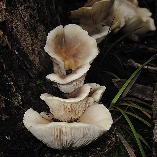 Omphalotus nidiformus, ghost fungus, Tasmania