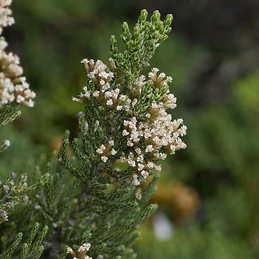Ozothamnus hookeri, scaly everlastingbush, Tasmania