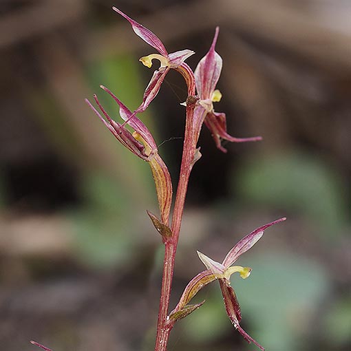Acianthus pusillus, Small Mosquito Orchid, Tasmania