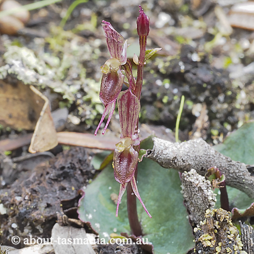 Acianthus pusillus, Small Mosquito Orchid, Tasmania