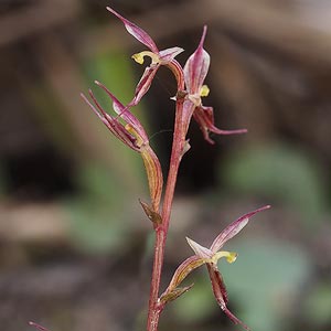 Acianthus pusillus