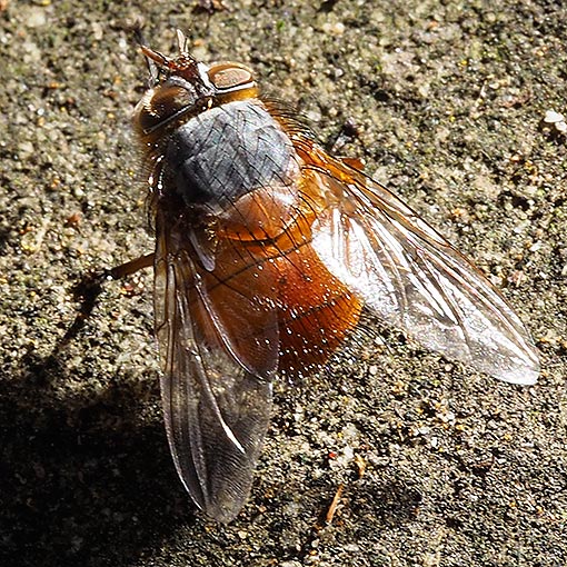 Calliphora-nigrithorax Calliphora nigrithorax<br />
Golden Blowfly<br />
Calliphoridae, Tasmania