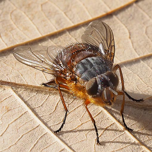 Calliphora-nigrithorax2 Calliphora nigrithorax Golden Blowfly Calliphoridae, Tasmania