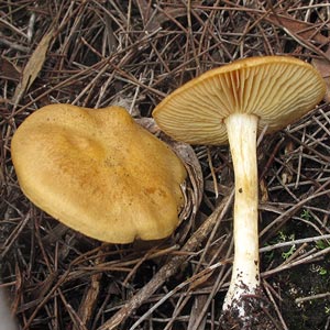 Cortinarius sp.