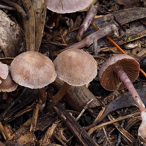 Cortinarius sp., fungi, Tasmania