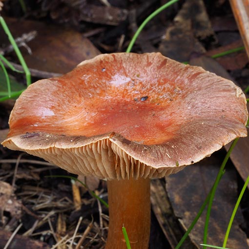Cortinarius sp., fungi, Tasmania