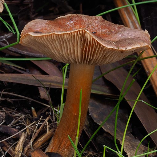Cortinarius sp., fungi, Tasmania