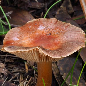 Cortinarius sp.