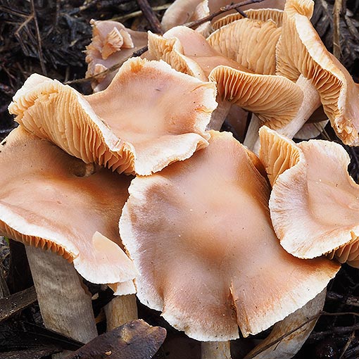 Cortinarius sp., fungi, Tasmania