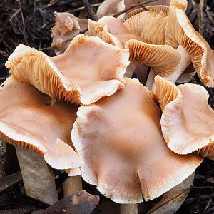 Cortinarius sp.