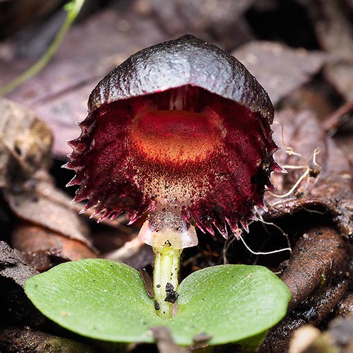Corybas diemenicus,<br />
Stately Helmet Orchid, Tasmania 