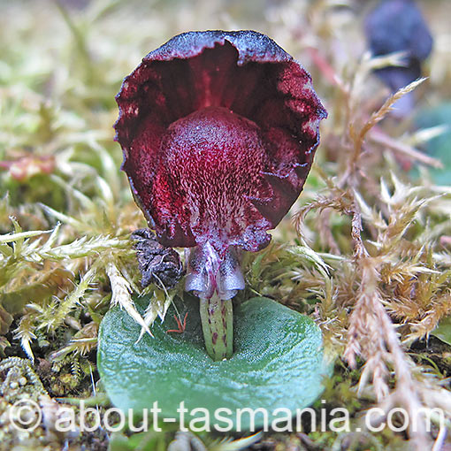 Corybas diemenicus,<br />
Stately Helmet Orchid, Tasmania 