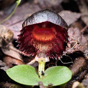 Corybas diemenicus