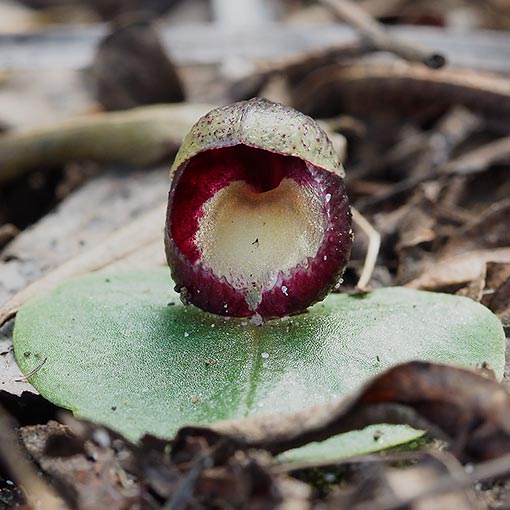 Corybas incurvus,<br />
slaty helmet orchid, Tasmania