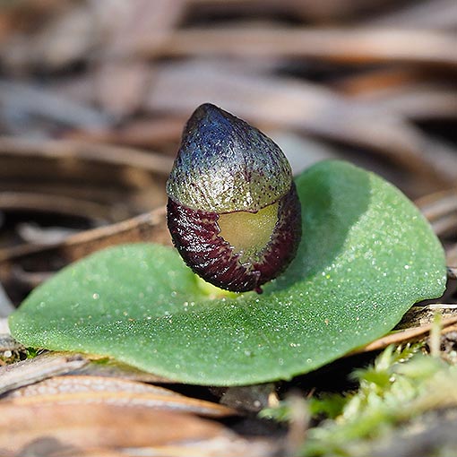 Corybas incurvus, slaty helmet orchid, Tasmania