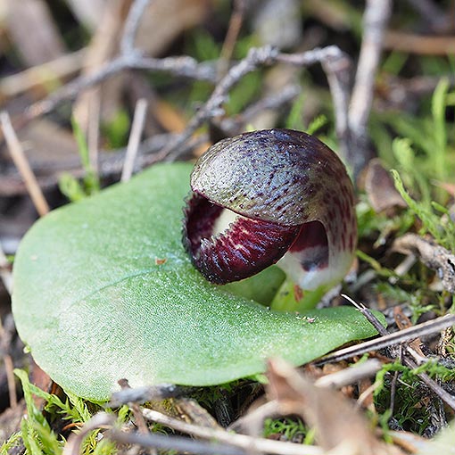 Corybas incurvus, slaty helmet orchid, Tasmania