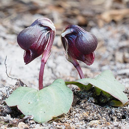 Corybas unguiculatus, small helmet orchid, Tasmania