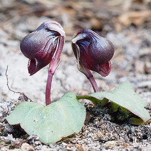 Corybas unguiculatus