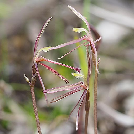 Cyrtostylis reniformis, Small Gnat Orchid, Tasmania