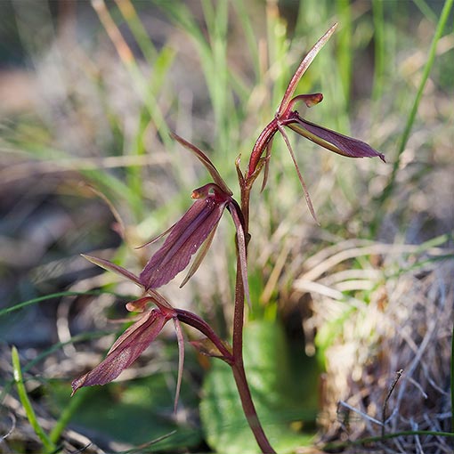 Cyrtostylis reniformis, Small Gnat Orchid, Tasmania