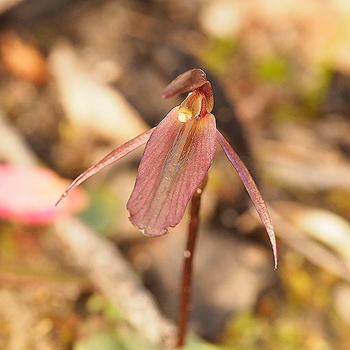 Cyrtostylis reniformis,<br />
Small Gnat Orchid, Tasmania