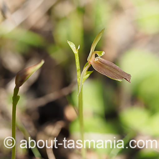 Cyrtostylis robusta,<br />
Large Gnat Orchid, Tasmania