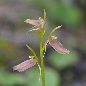 Cyrtostylis robusta