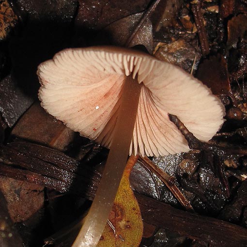 Entoloma aromaticum, fungi, Tasmania