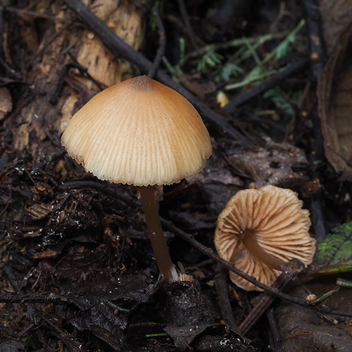 Entoloma aromaticum, fungi, Tasmania