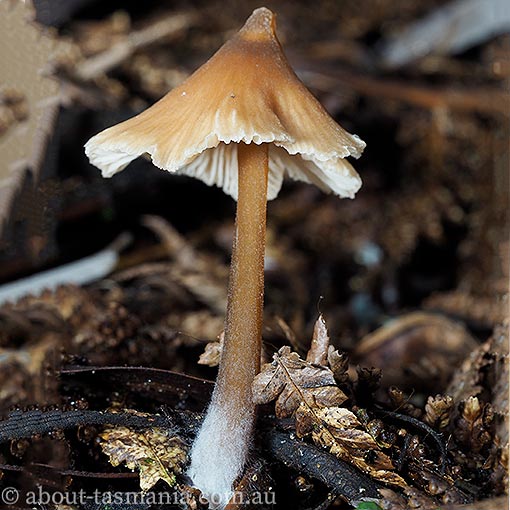 Entoloma aromaticum, fungi, Tasmania