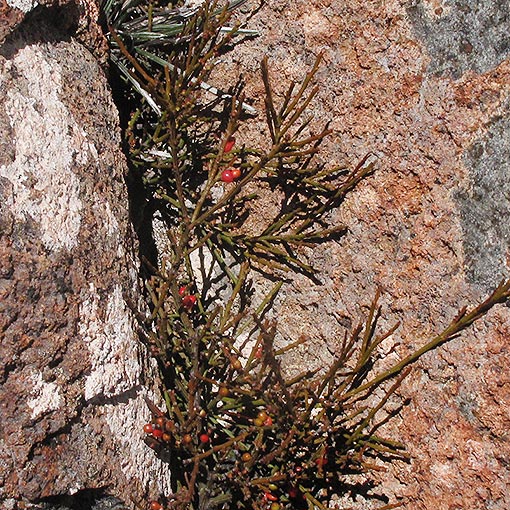 Exocarpos humifusus, mountain native-cherry, Tasmania