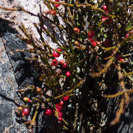 Exocarpos humifusus, mountain native-cherry, Tasmania