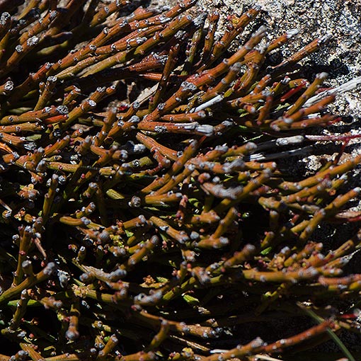 Exocarpos humifusus, mountain native-cherry, Tasmania