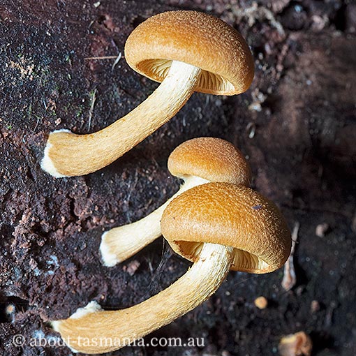 Gymnopilus eucalyptorum, fungi, Tasmania
