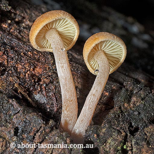 Gymnopilus eucalyptorum, fungi, Tasmania