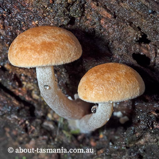 Gymnopilus eucalyptorum, fungi, Tasmania