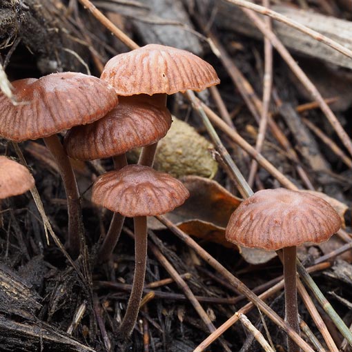 Gymnopus 'brown frilly', fungi, Tasmania