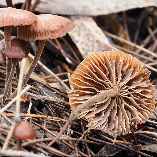 Gymnopus 'brown frilly', fungi, Tasmania