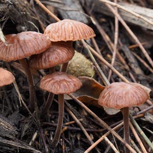 Gymnopus ‘brown frilly’