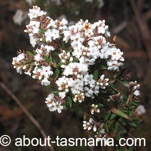 Leucopogon collinus, White Beardheath, Tasmania