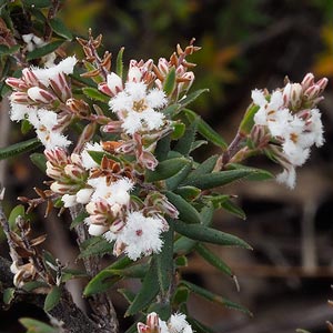 Leucopogon collinus