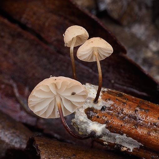 Marasmiellus 'earth odour', fungi, Tasmania